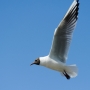 Blackheaded Seagull